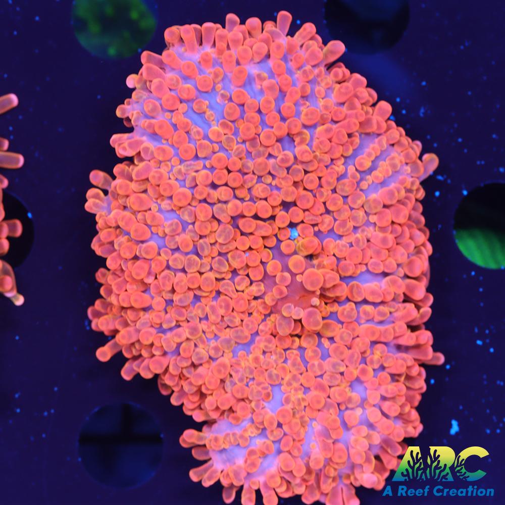 ARC Nickelodeon Yuma (Huge)