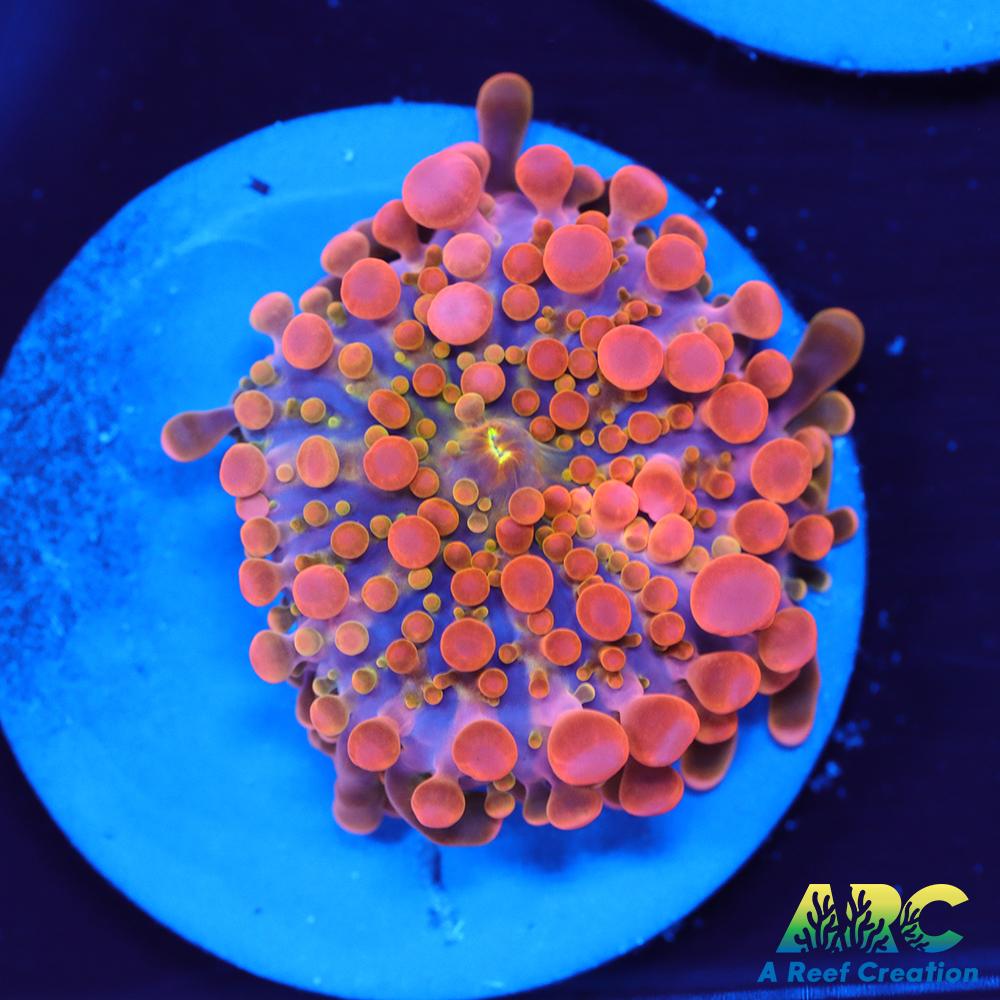 ARC Nickelodeon Yuma