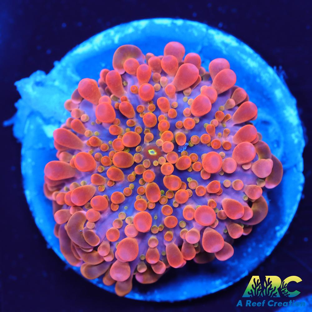 ARC Nickelodeon Yuma