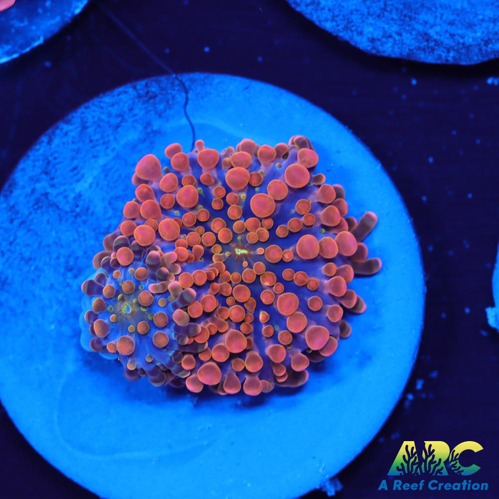 ARC Nickelodeon Yuma