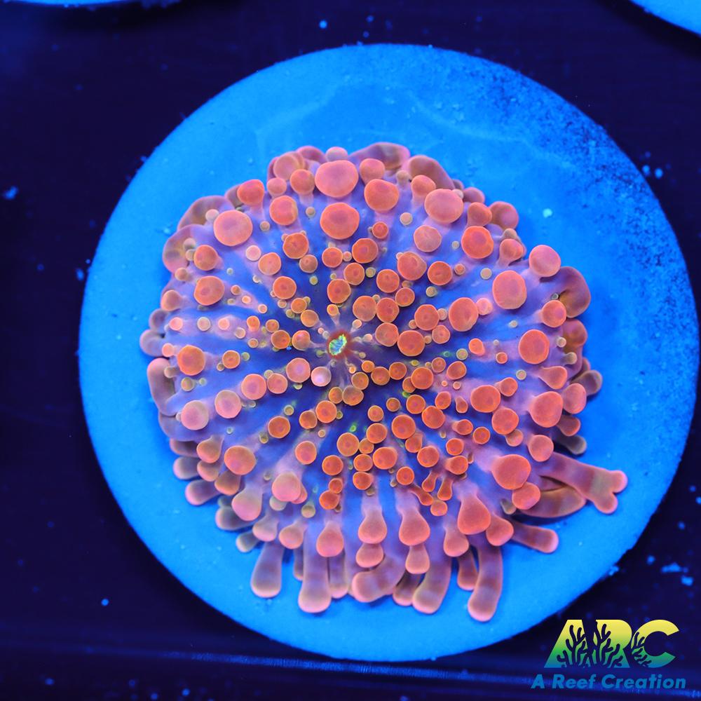 ARC Nickelodeon Yuma