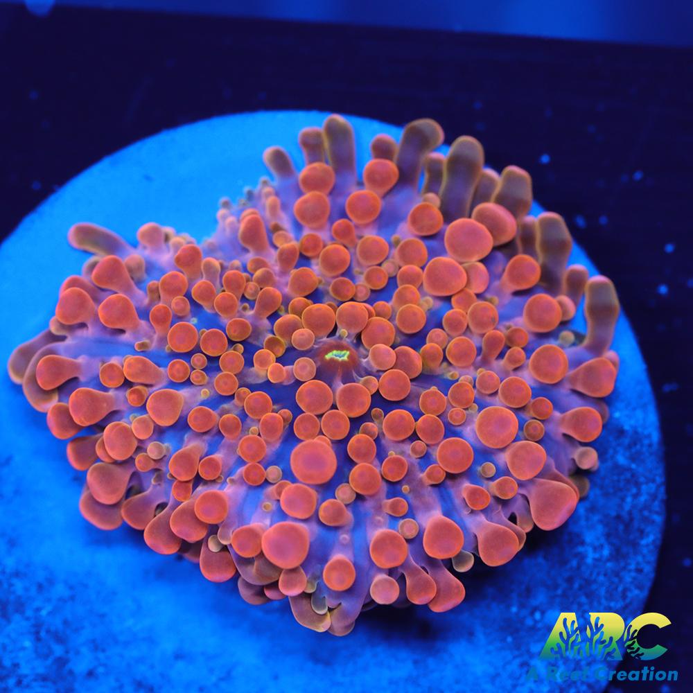 ARC Nickelodeon Yuma