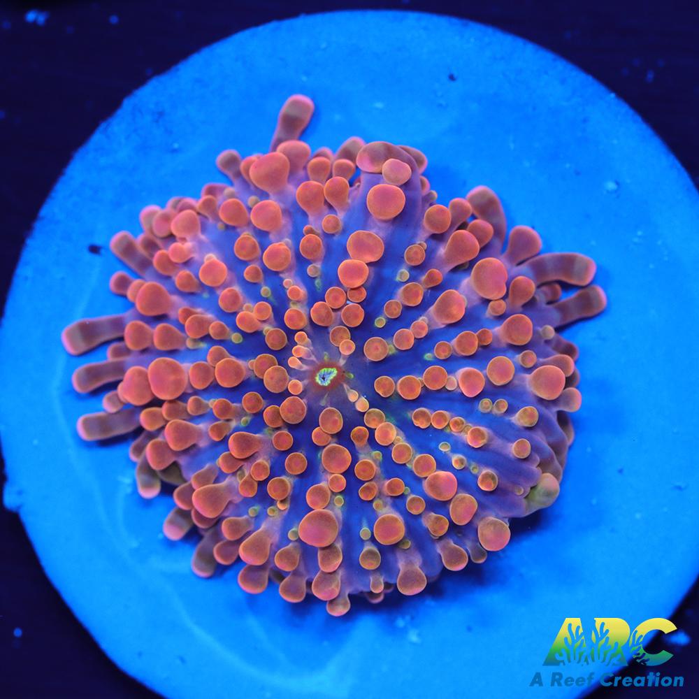 ARC Nickelodeon Yuma