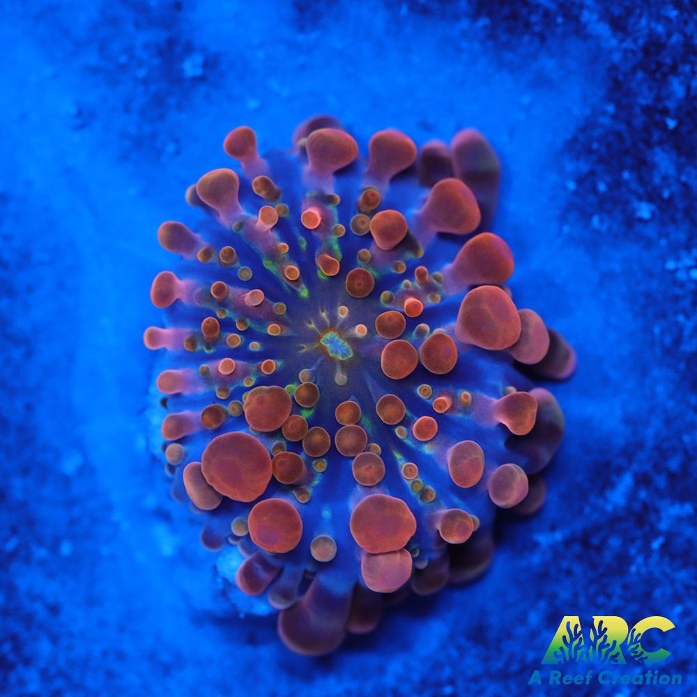 ARC Nickelodeon Yuma Baby