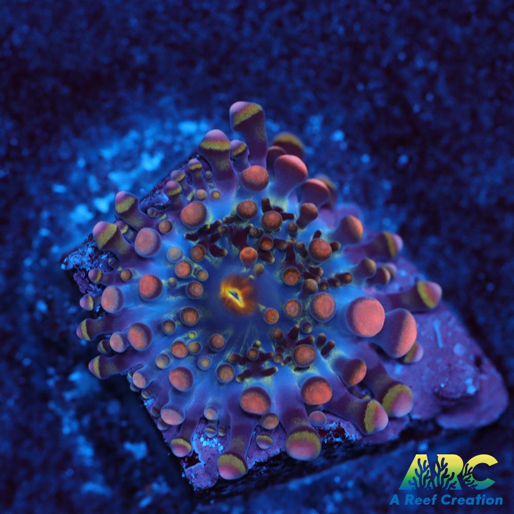 Bean Bag Yuma Micro Baby