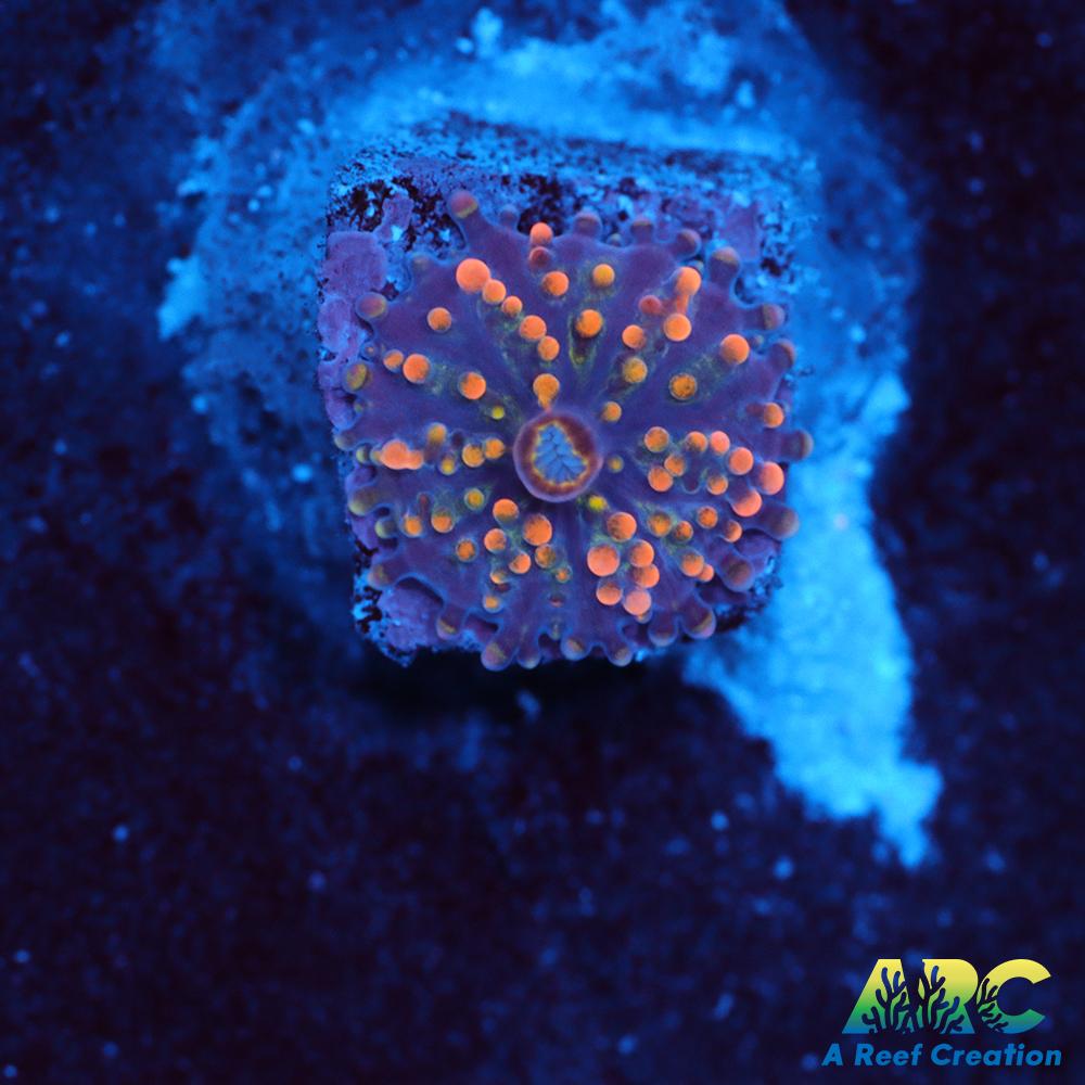 Bean Bag Yuma Micro Baby