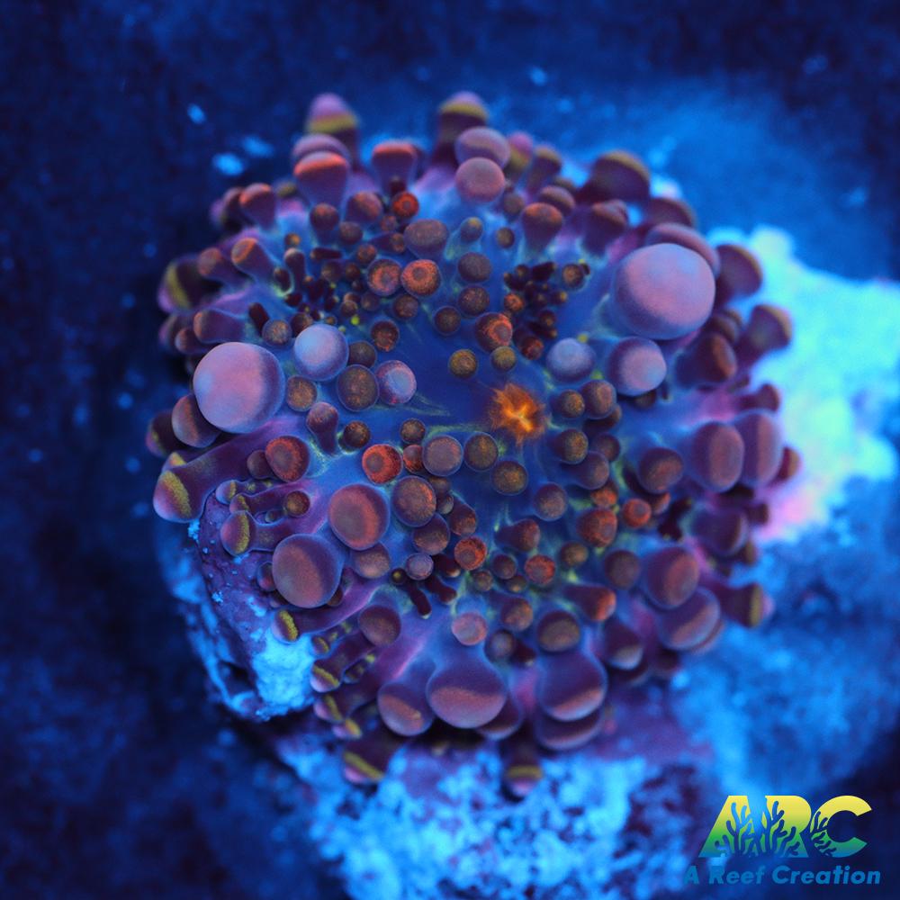 Bean Bag Yuma Micro Baby