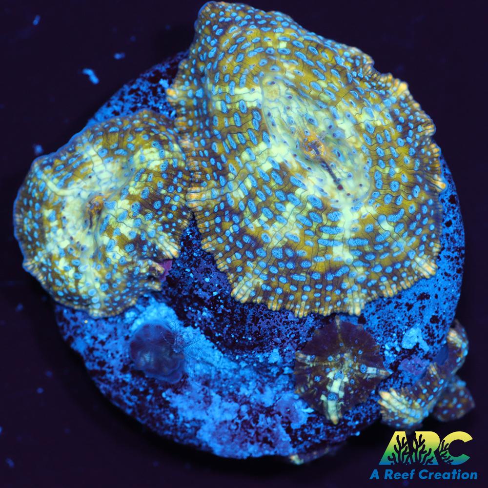 Blue Dotted Mushroom