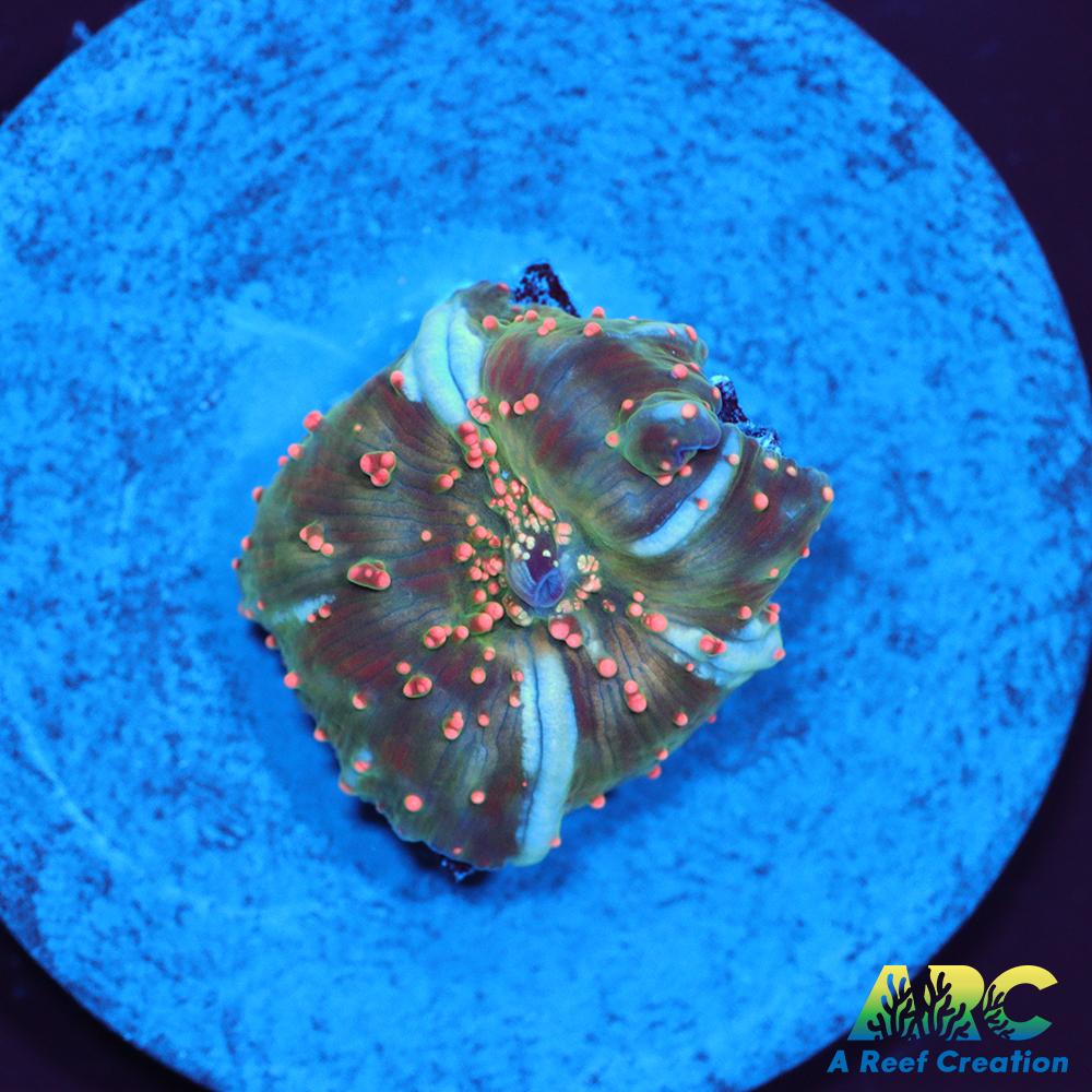 Dragon Lady Bounce Mushroom