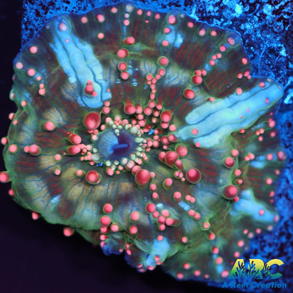 Dragon Lady Bounce Mushroom