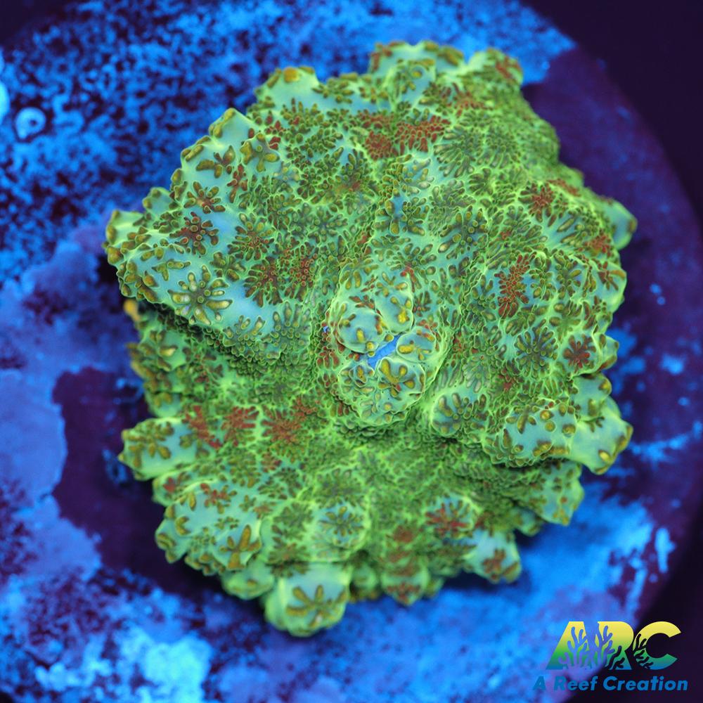 Cool Rhodactis
