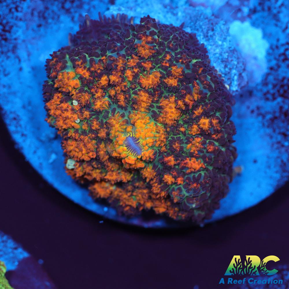 Fall Foliage Rhodactis