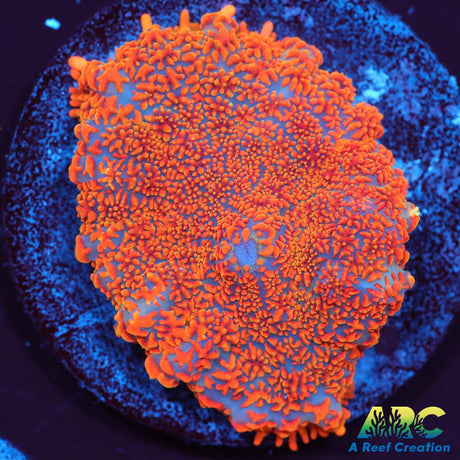 Insane Orange Rhodactis