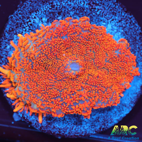 Insane Orange Rhodactis