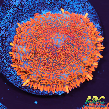 Insane Orange Rhodactis