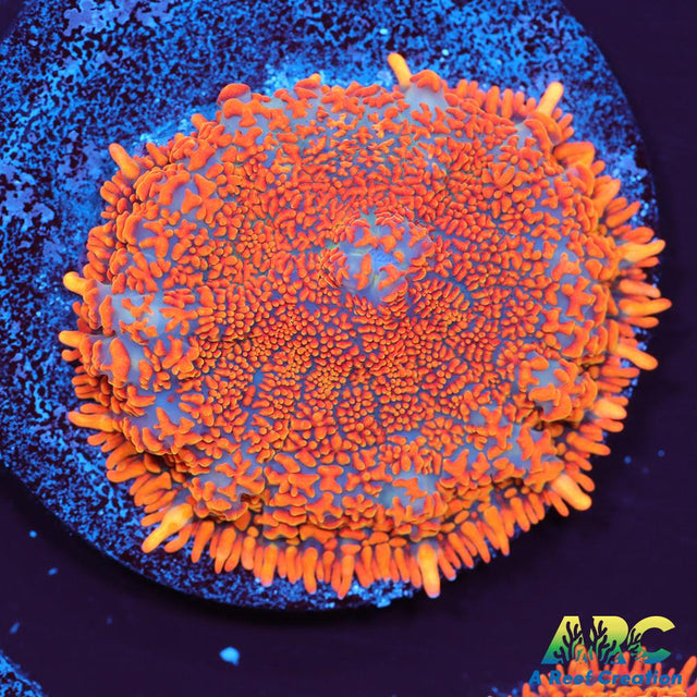 Insane Orange Rhodactis