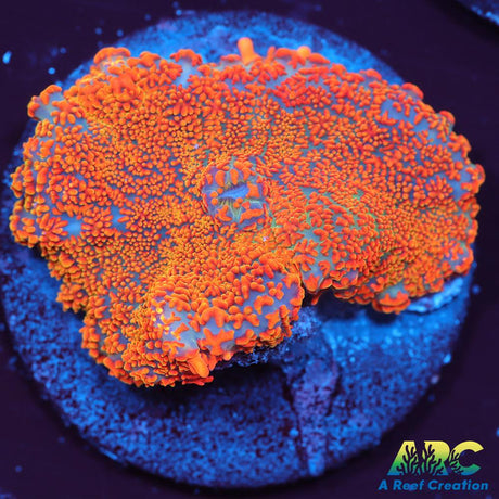 Insane Orange Rhodactis