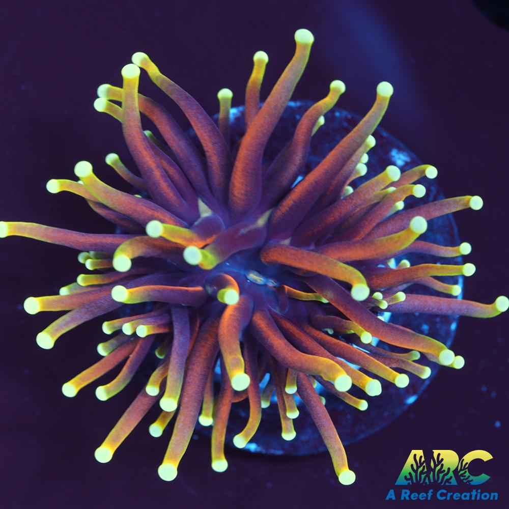 OG Dragon Soul Torch