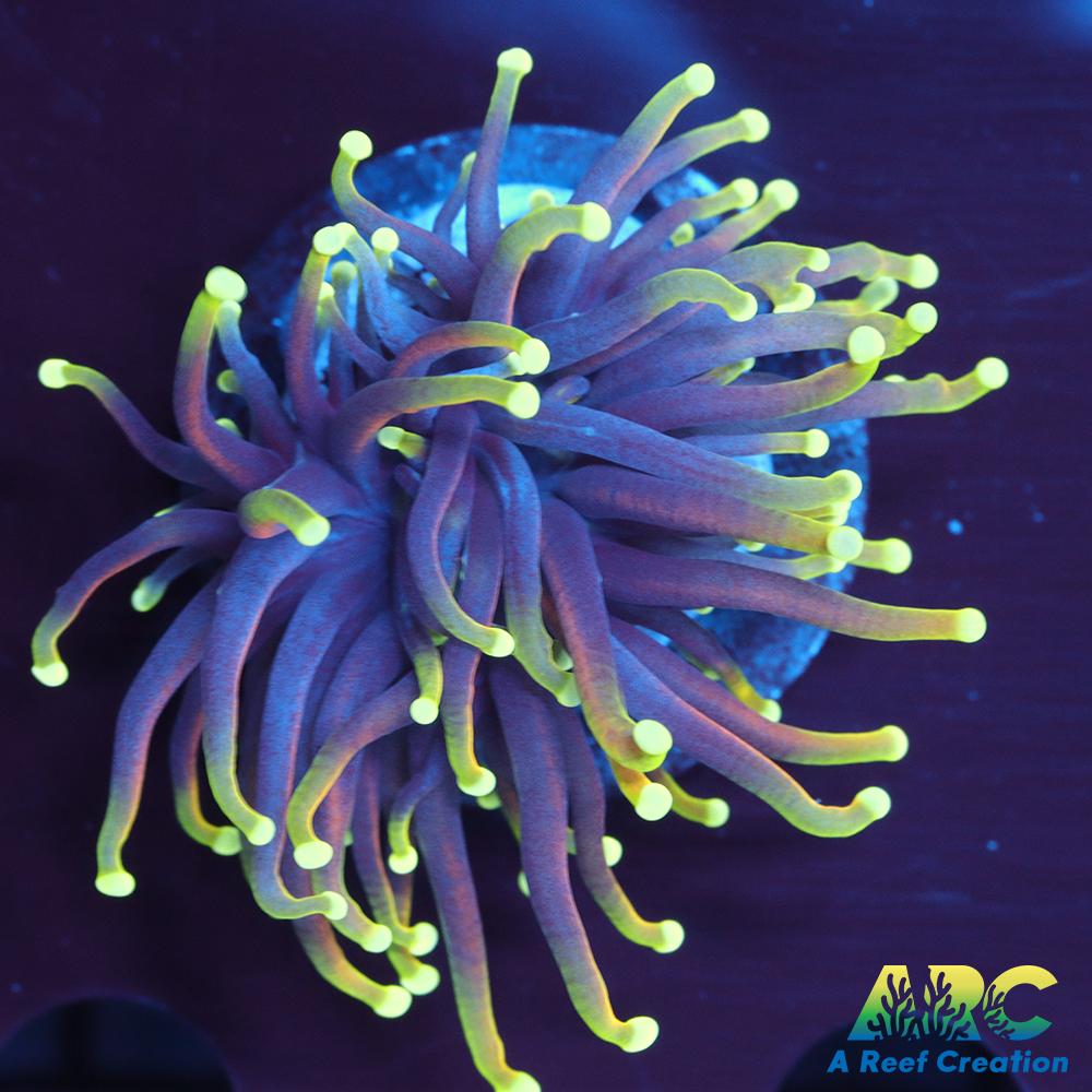 OG Dragon Soul Torch