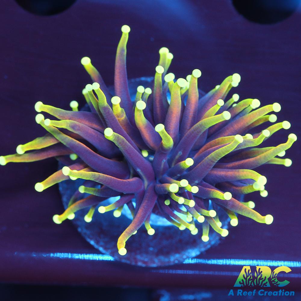 OG Dragon Soul Torch