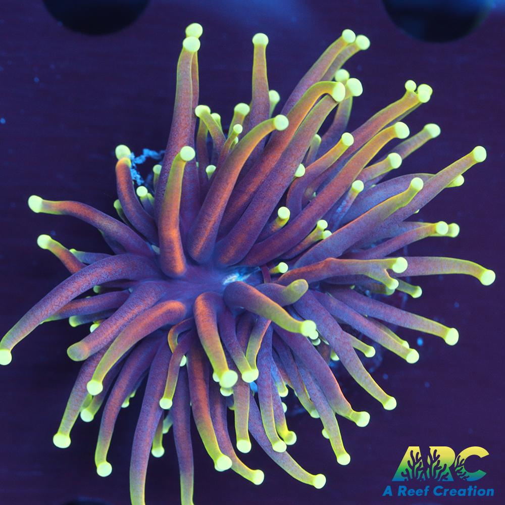 OG Dragon Soul Torch