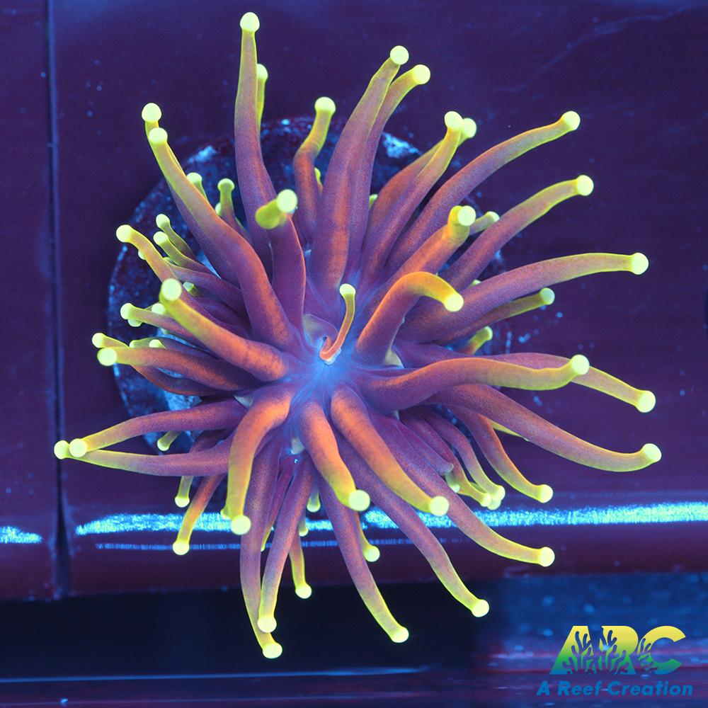 OG Dragon Soul Torch