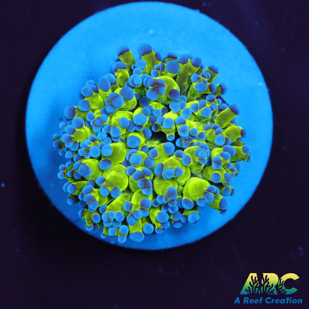 Neon Frogspawn