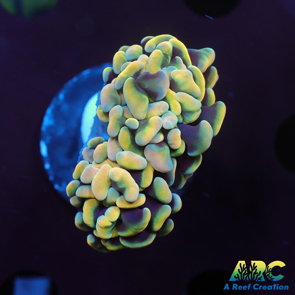 ARC Kaleidascope Hammer