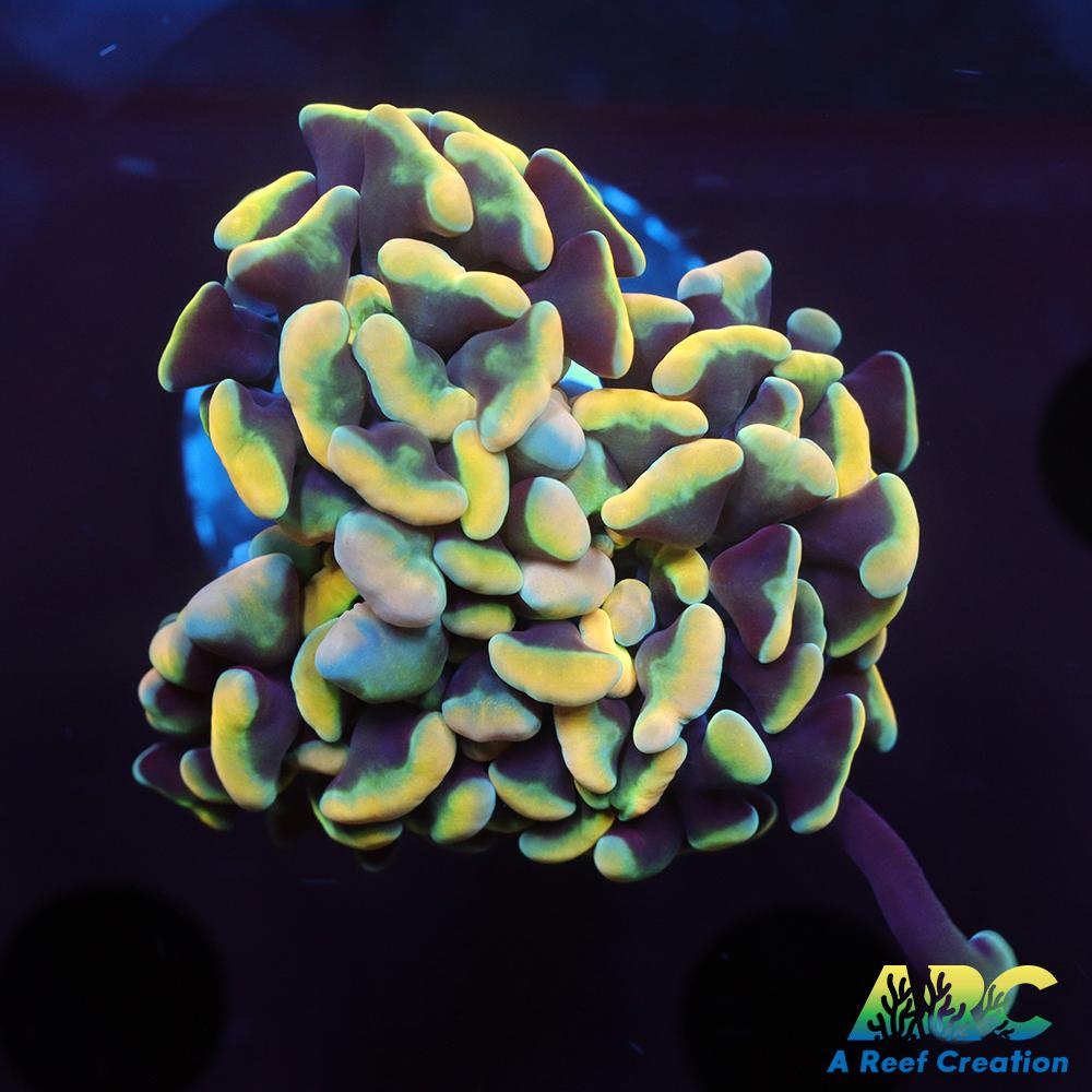 ARC Kaleidascope Hammer