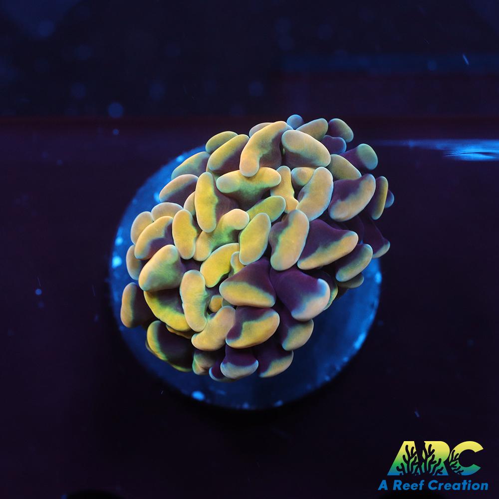 ARC Kaleidascope Hammer