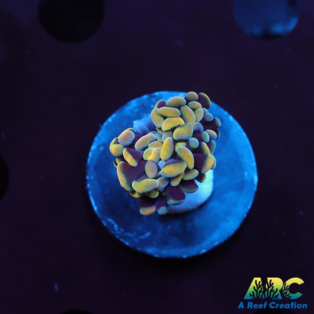 ARC Kaleidascope Hammer