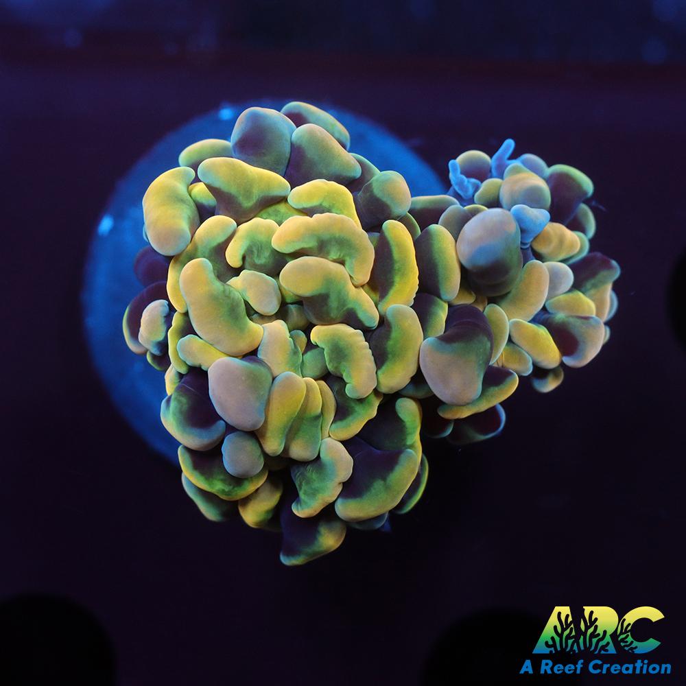 ARC Kaleidascope Hammer