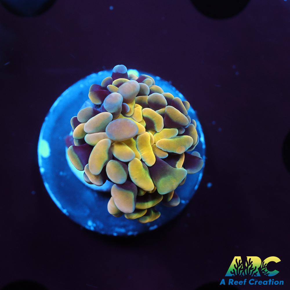 ARC Kaleidascope Hammer