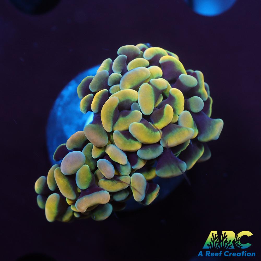 ARC Kaleidascope Hammer