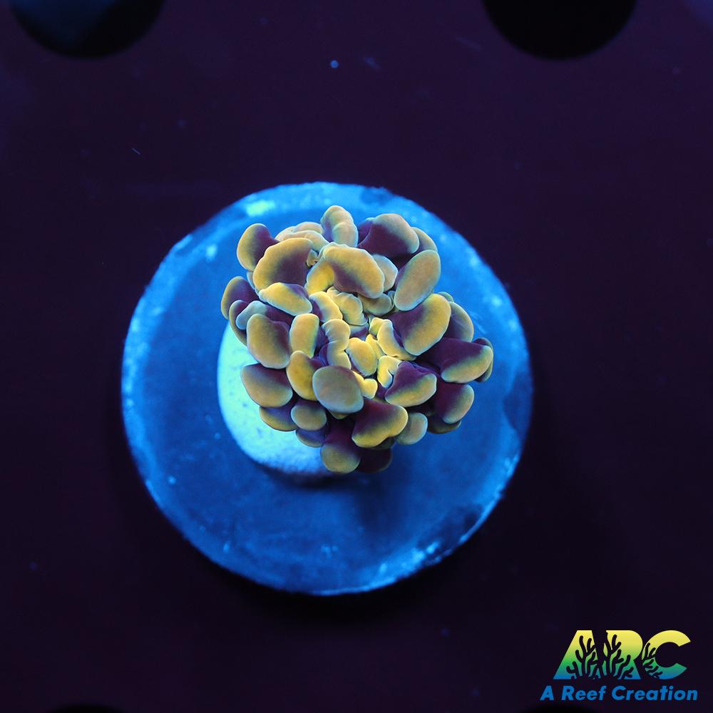 ARC Kaleidascope Hammer