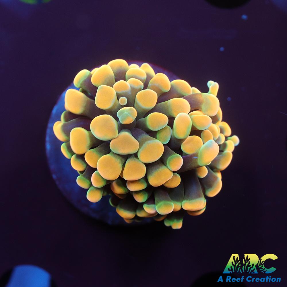 ARC Green Gold Hybrid Hammer