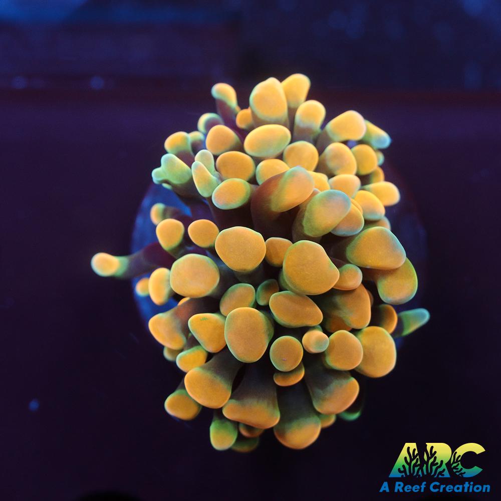 ARC Green Gold Hybrid Hammer