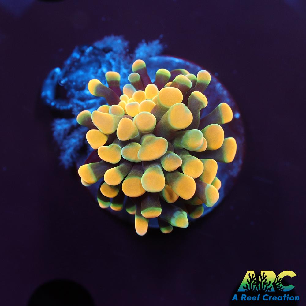 ARC Green Gold Hybrid Hammer