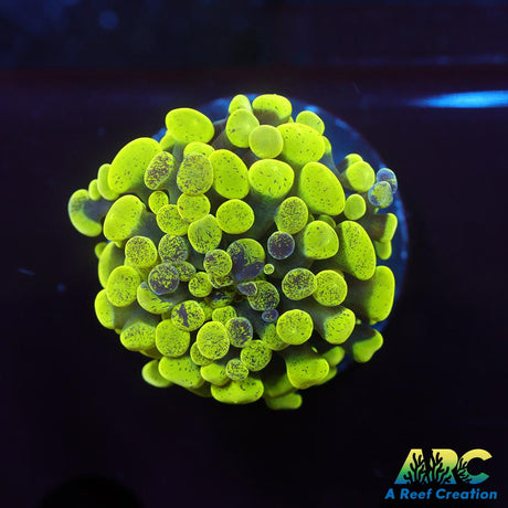Green Splatter Hammer