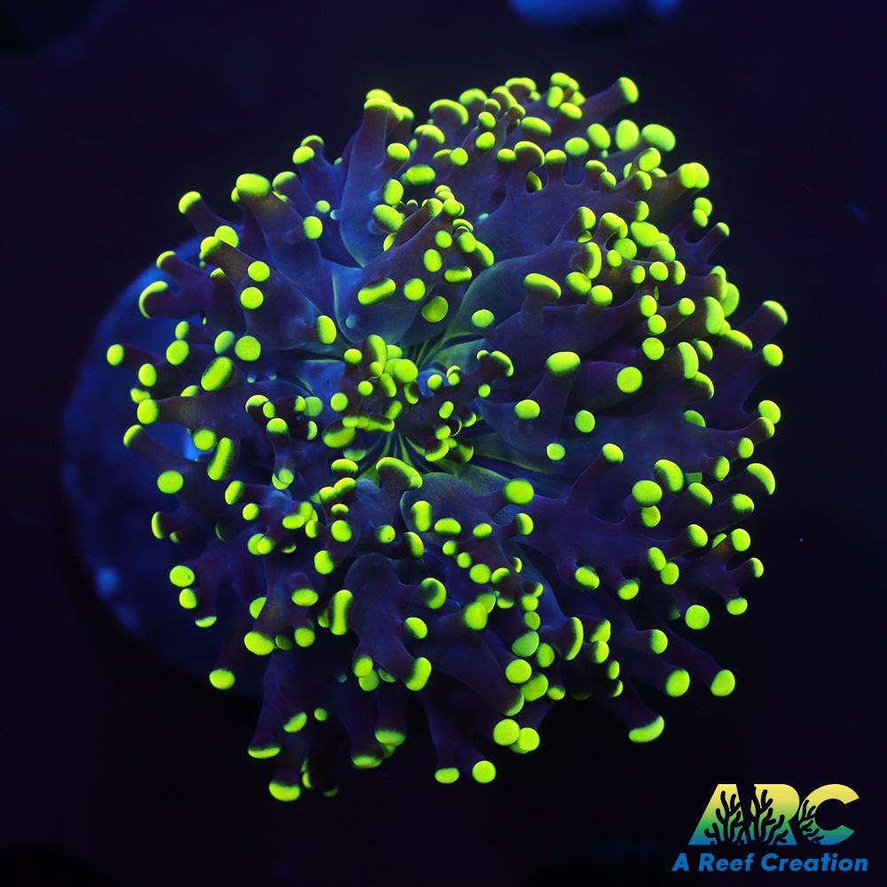 ARC Glowstick Frogspawn