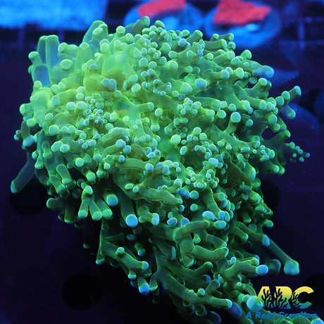 Giant Green Octospawn