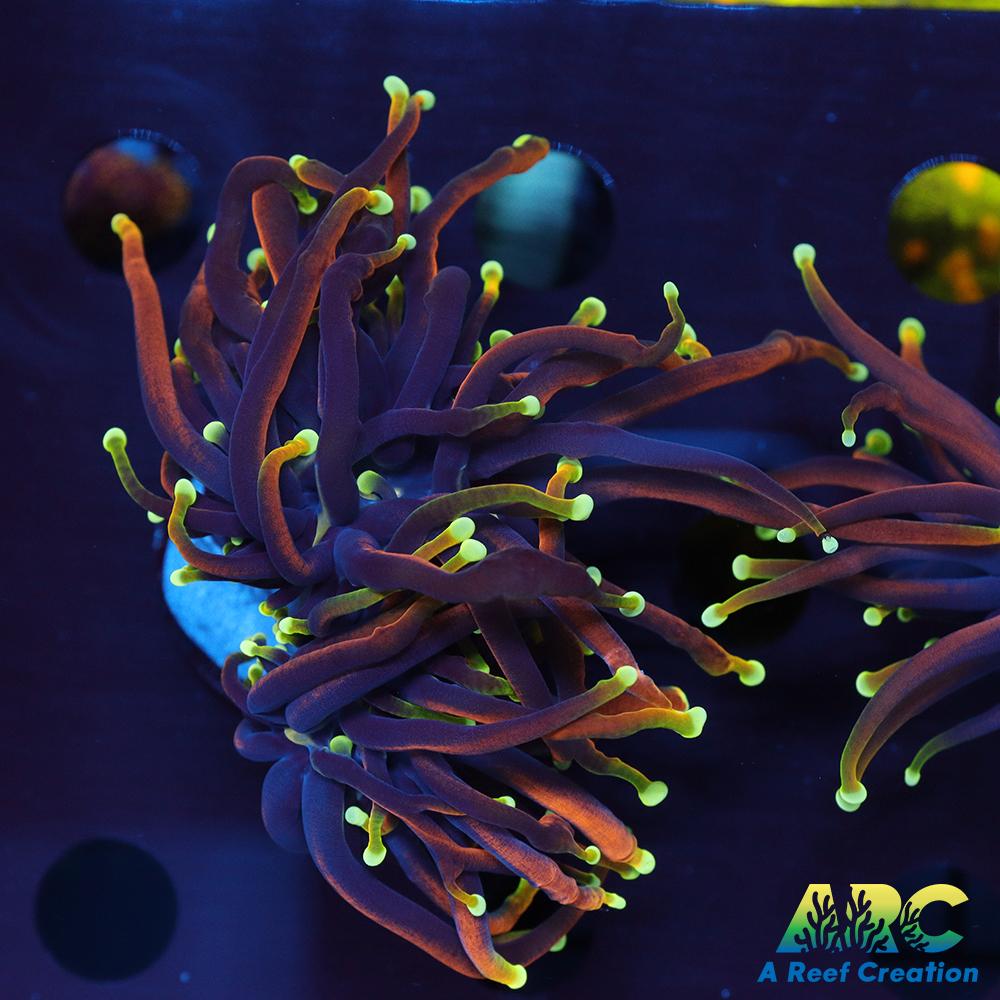 OG Dragon Soul Torch