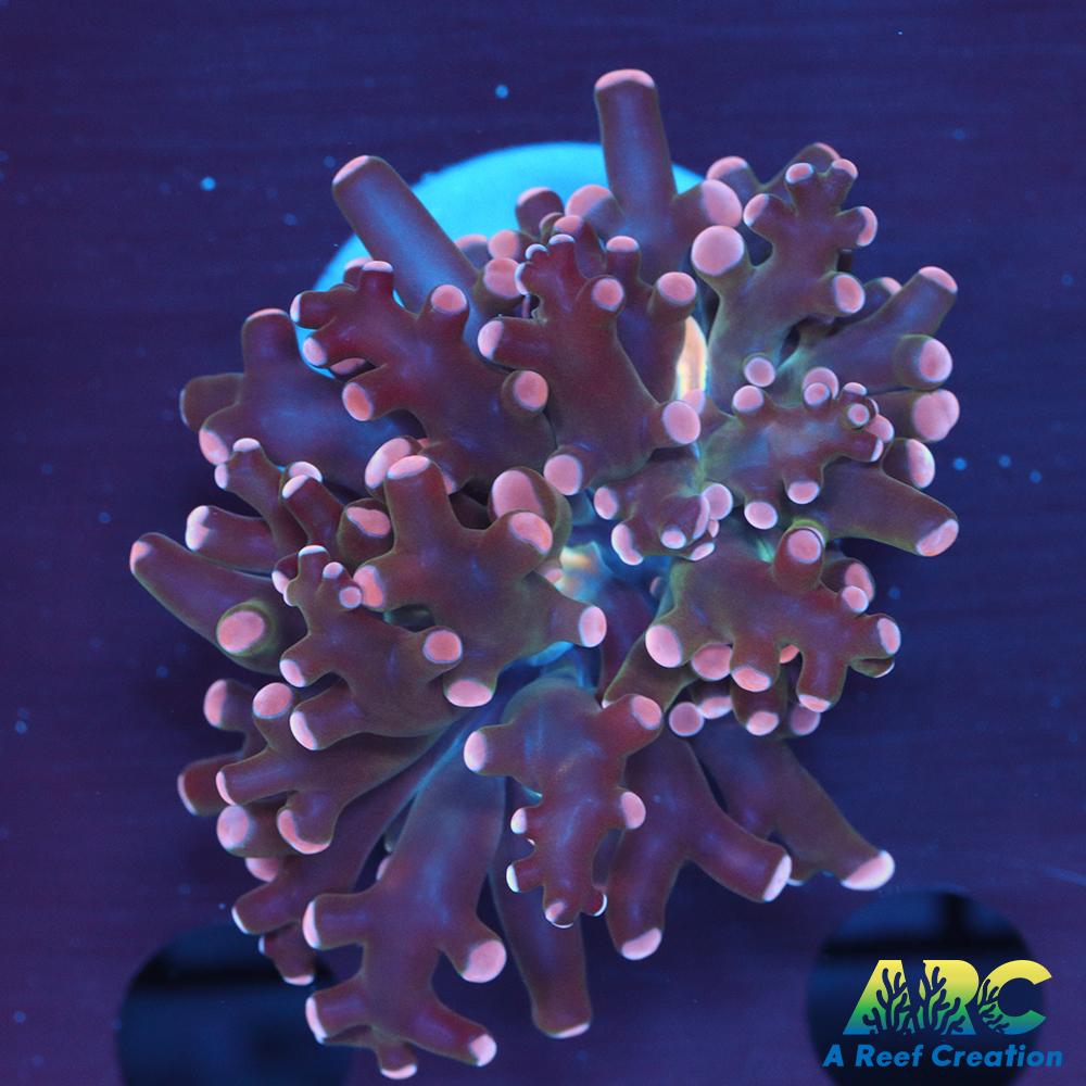 ARC Cream Octospawn
