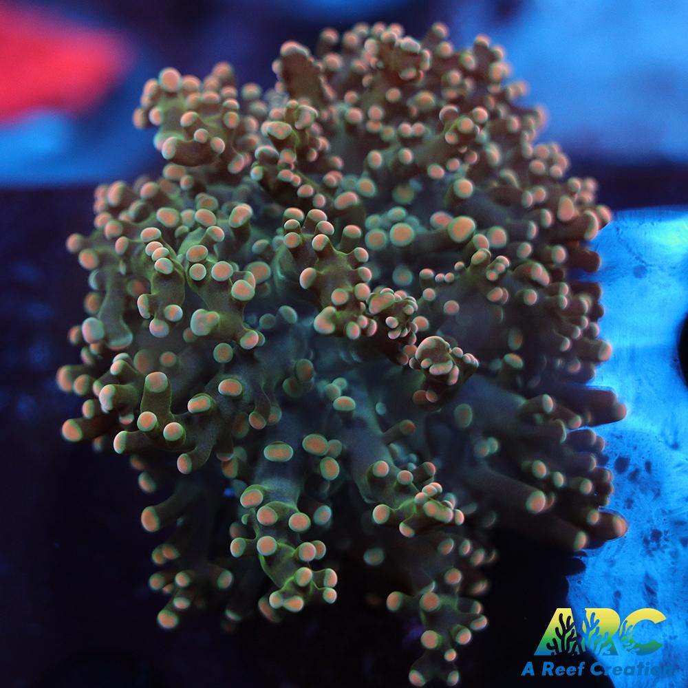 ARC Ultra Frogspawn