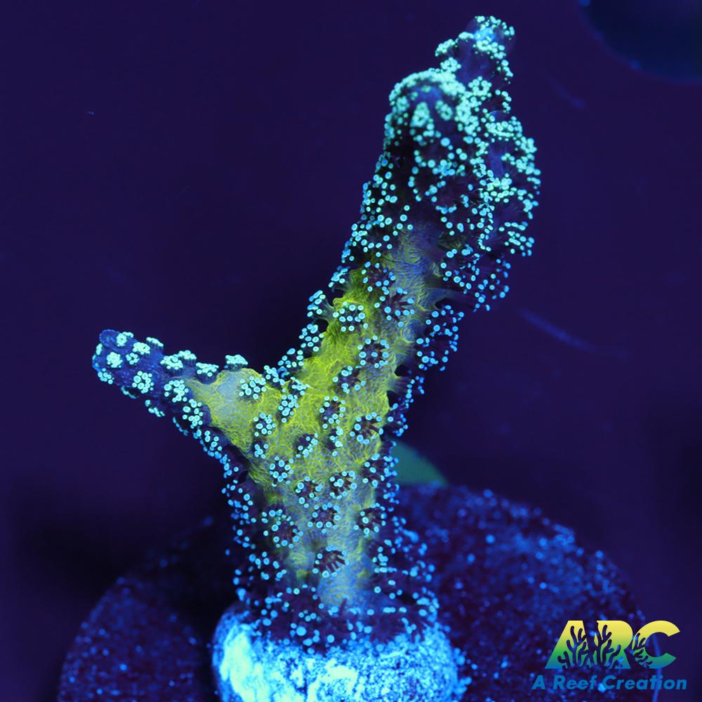 ORA Bird of Paradise Birdsnest