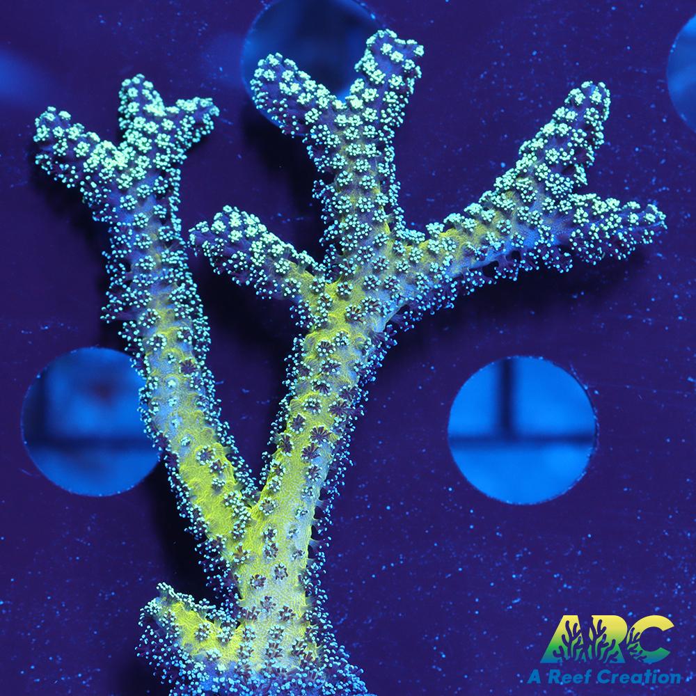 ORA Bird of Paradise Birdsnest