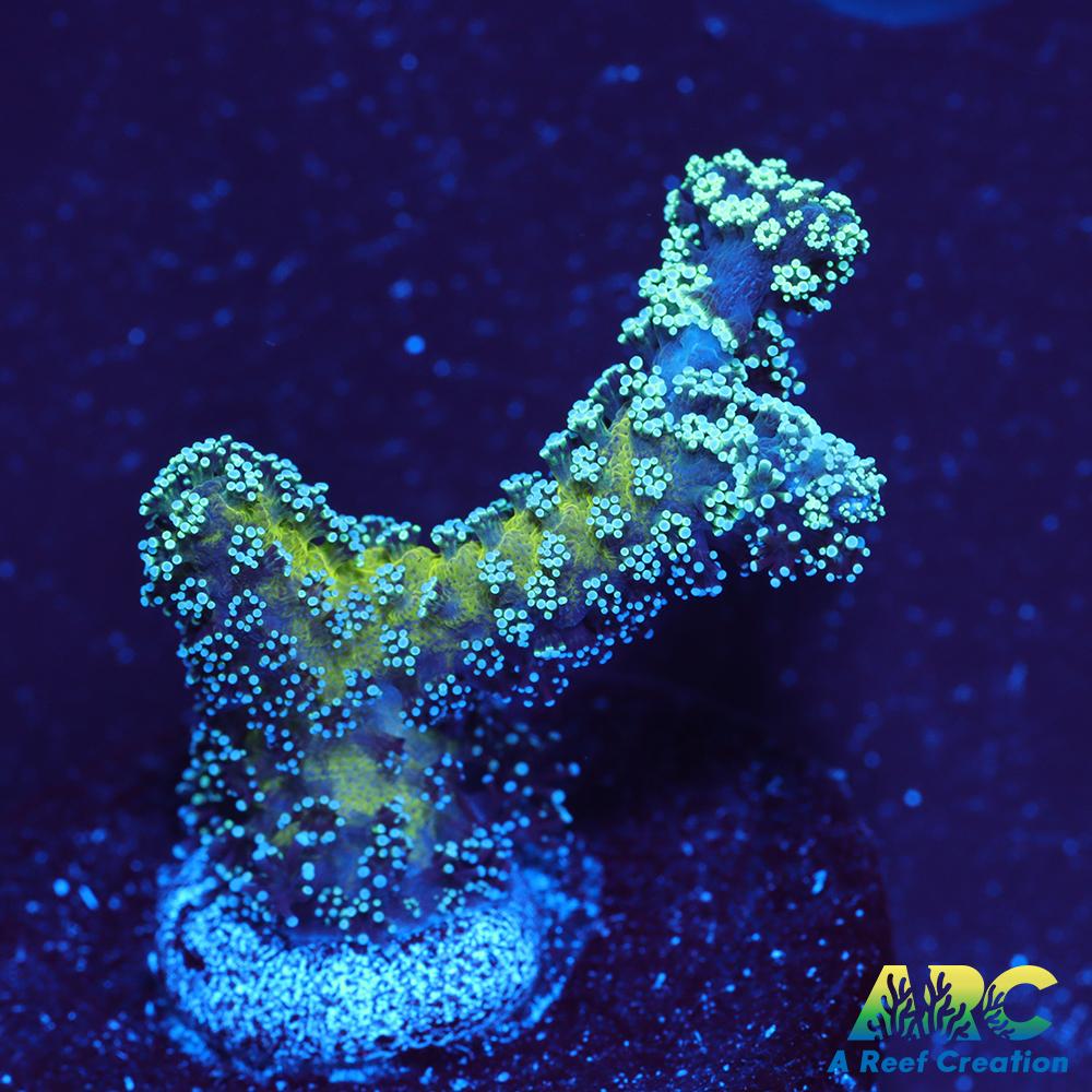 ORA Bird of Paradise Birdsnest