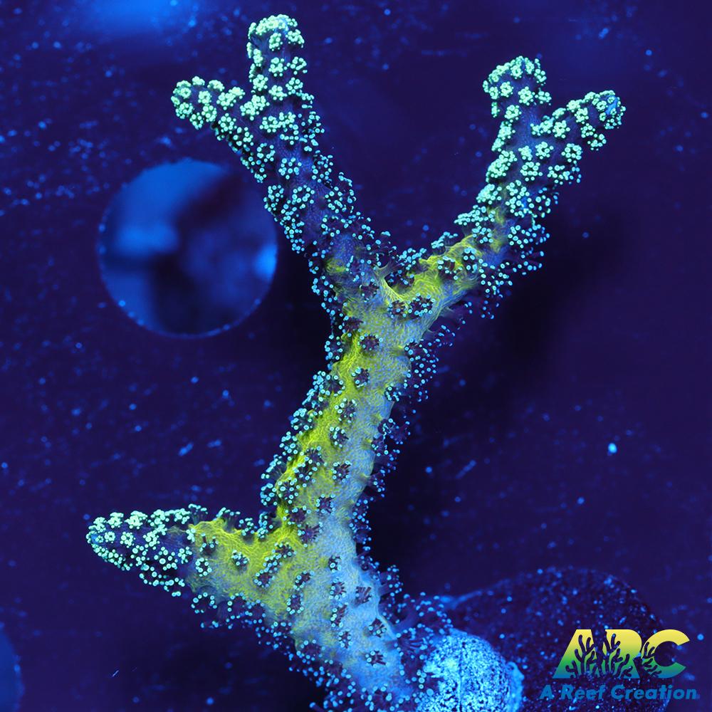 ORA Bird of Paradise Birdsnest