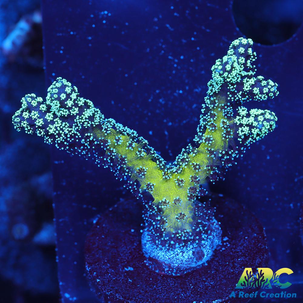 ORA Bird of Paradise Birdsnest