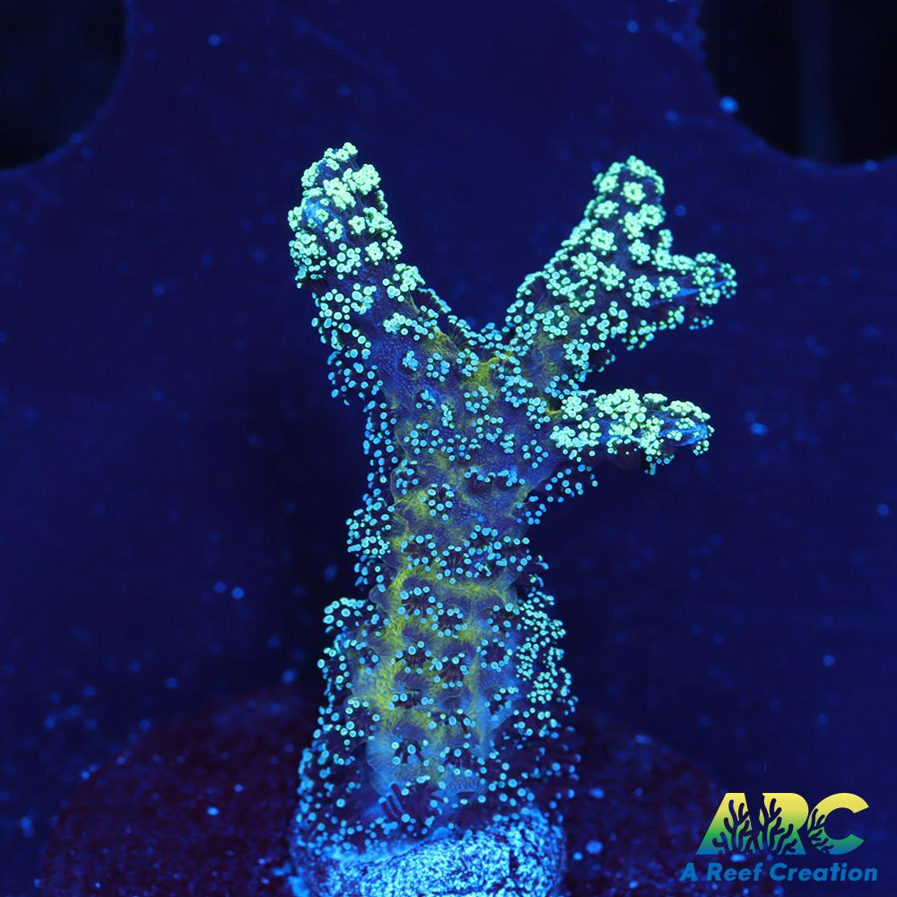 ORA Bird of Paradise Birdsnest